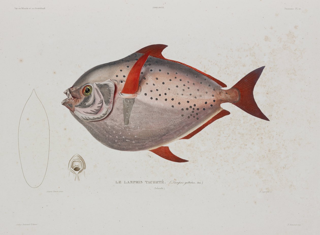 Månefisk, Island, begyndelsen af det 19. århundrede af John Pardon