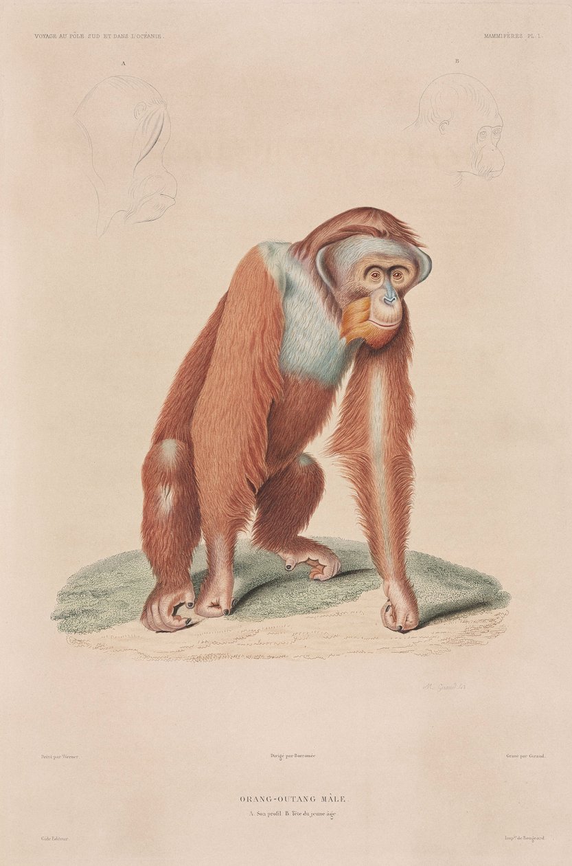 Orang-utanger, Indonesien af John Pardon