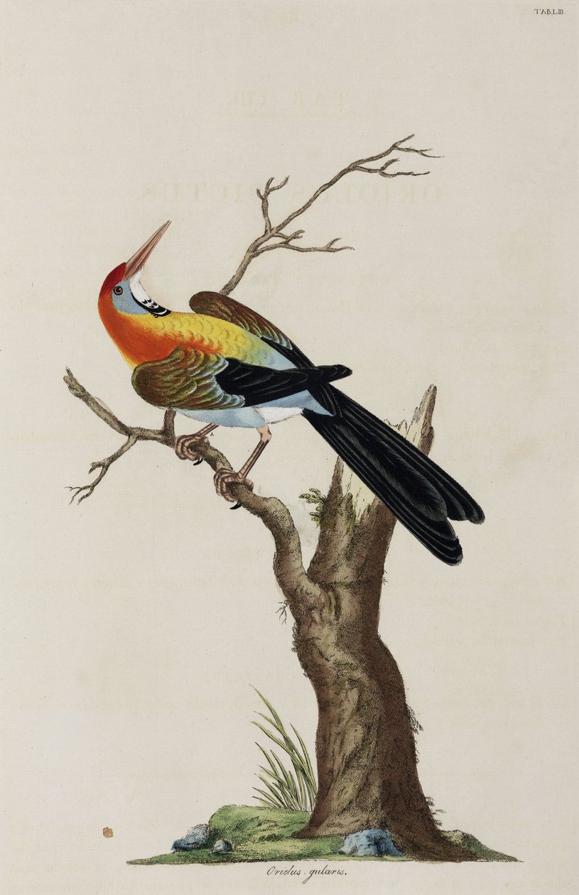 Oriole af John Pardon
