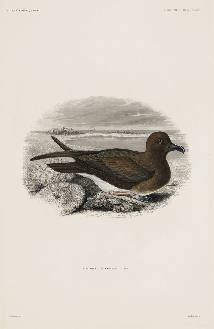 Petrel af John Pardon