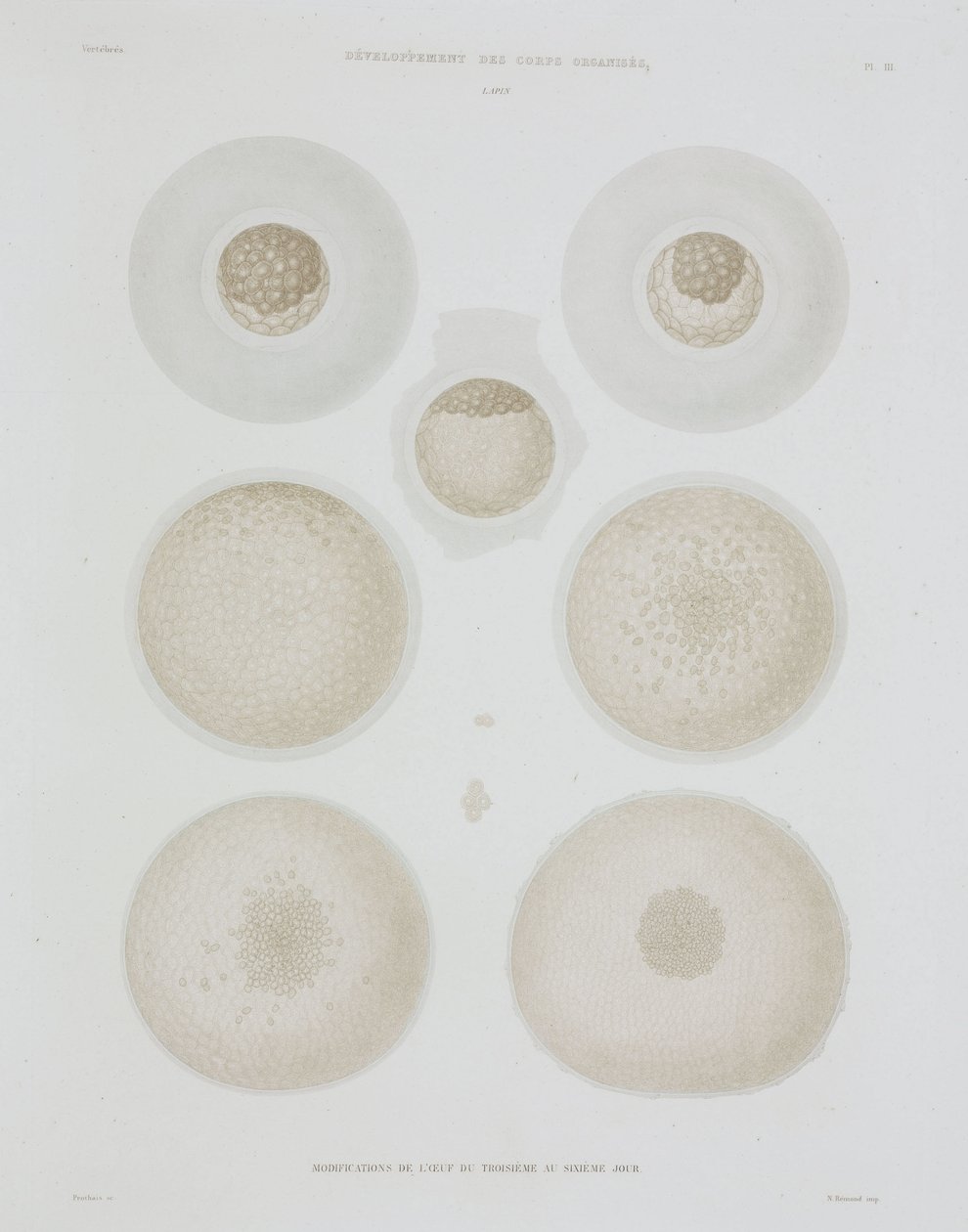 Rabbit Egg, C 1847-1859 af John Pardon