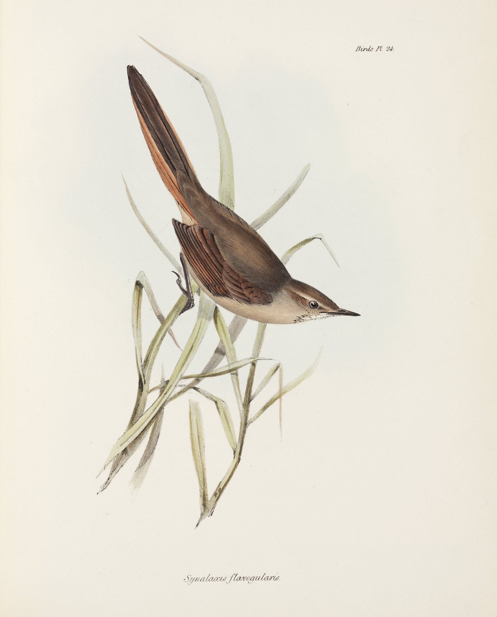 Spinetail, Sydamerika, c 1832-1836 af John Pardon