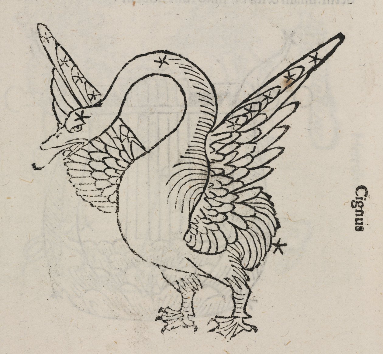 Stjernebilledet Cygnus af John Pardon