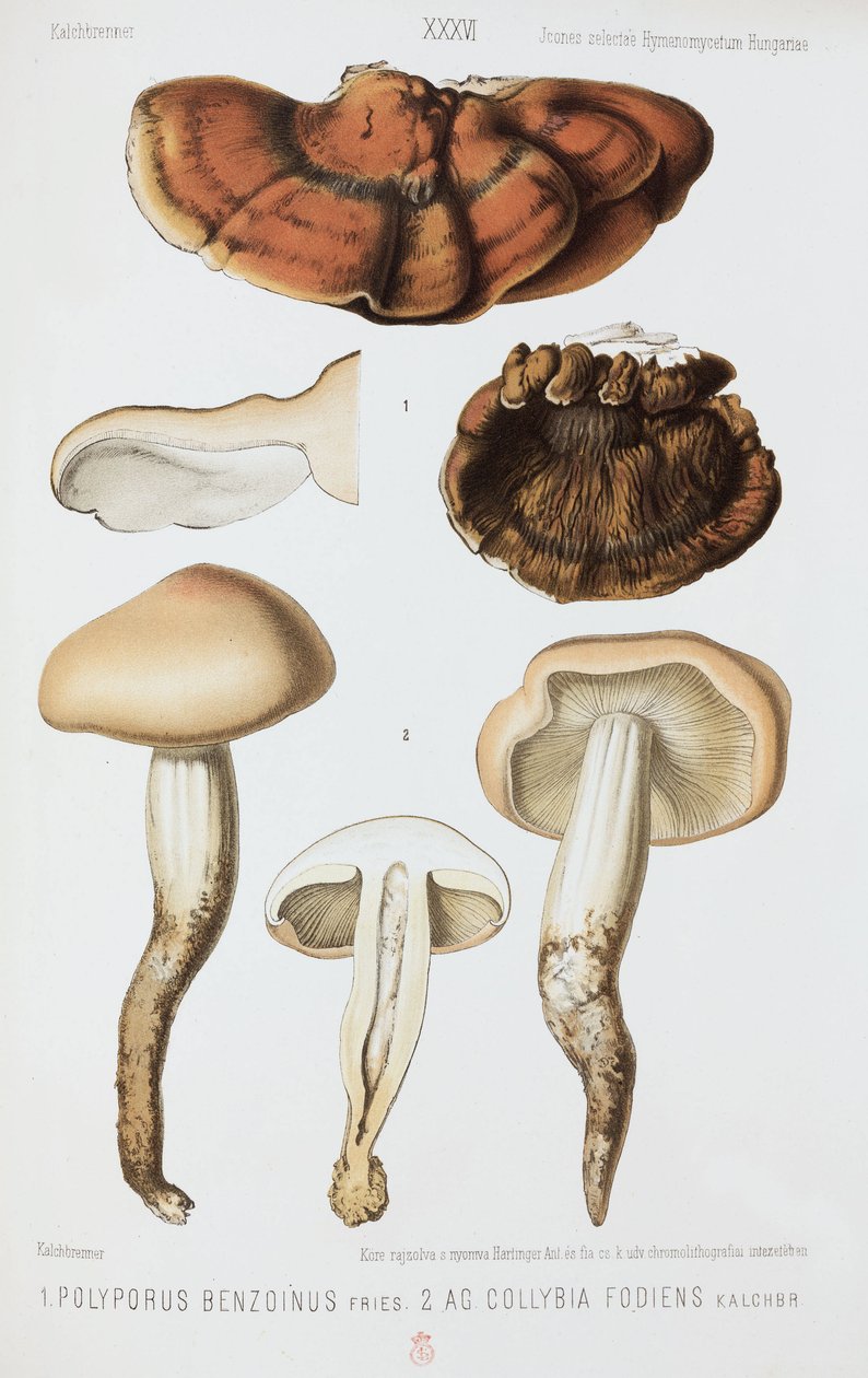 To typer svampe, c 1874 af John Pardon