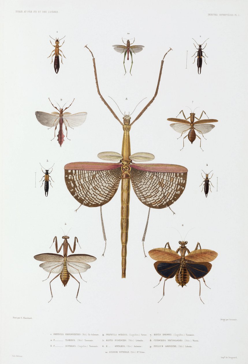 Typer af insekter, Australien, Salomonøerne og Indonesien af John Pardon