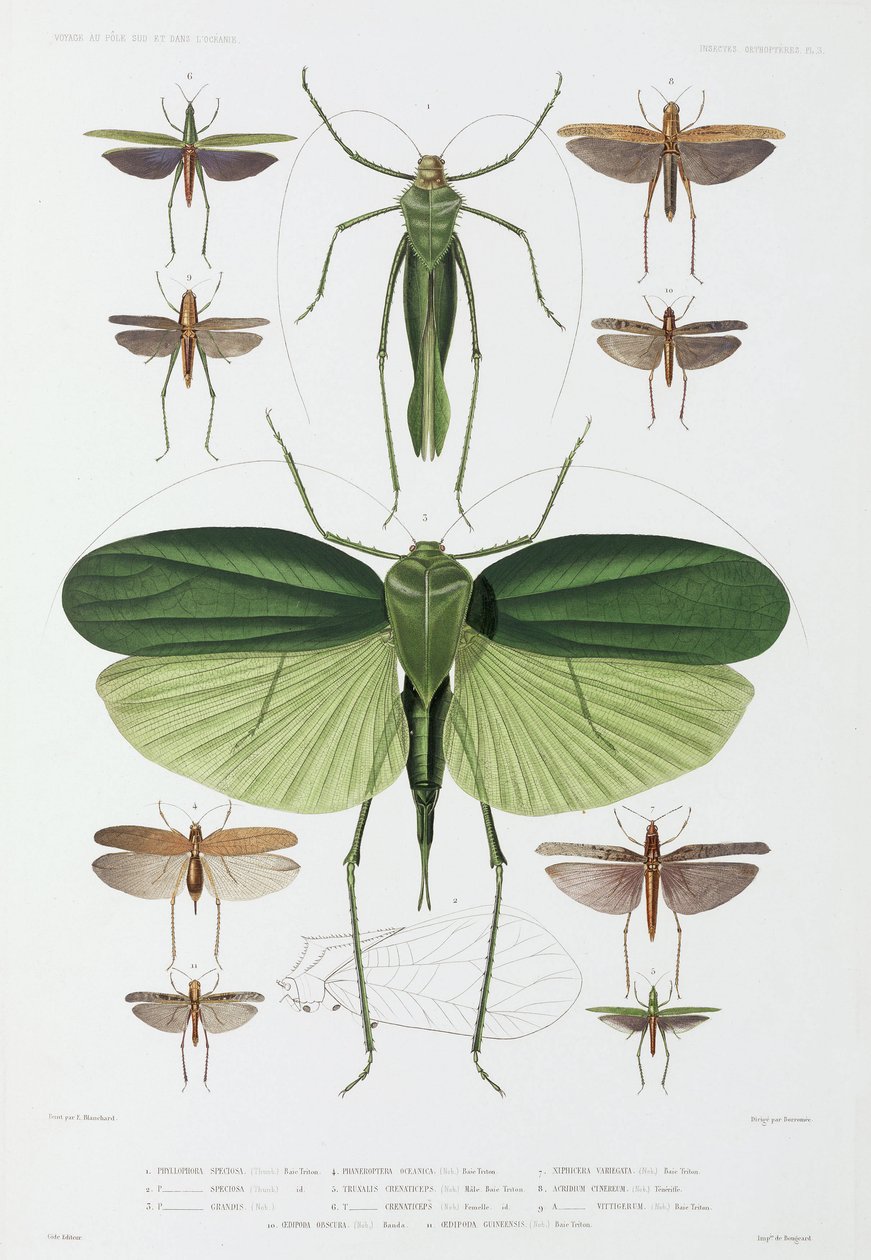 Typer af insekter, Tenerife og Indonesien af John Pardon