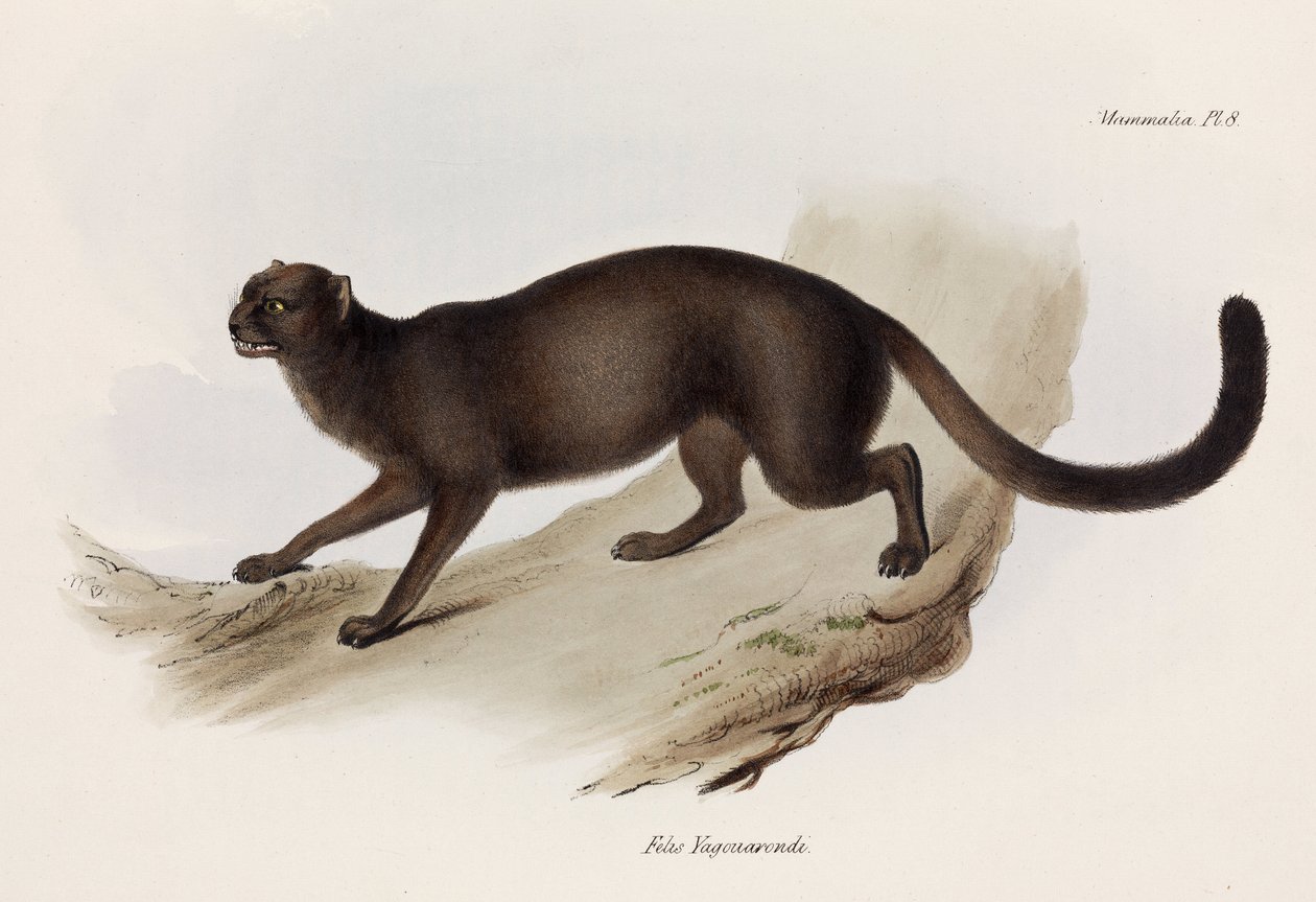 Væsel eller odder kat, Sydamerika, c 1832-1836 af John Pardon