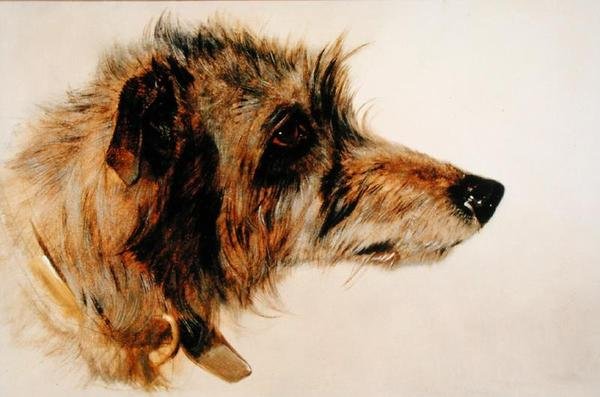 Hoved af en hund af Richard Ansdell