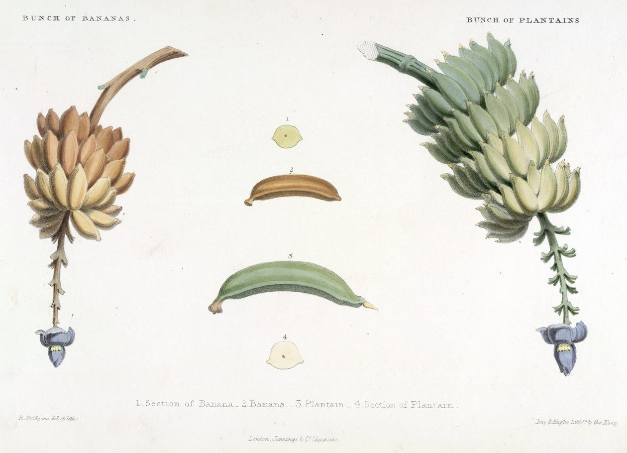 Bunke bananer og plantains, illustration fra 