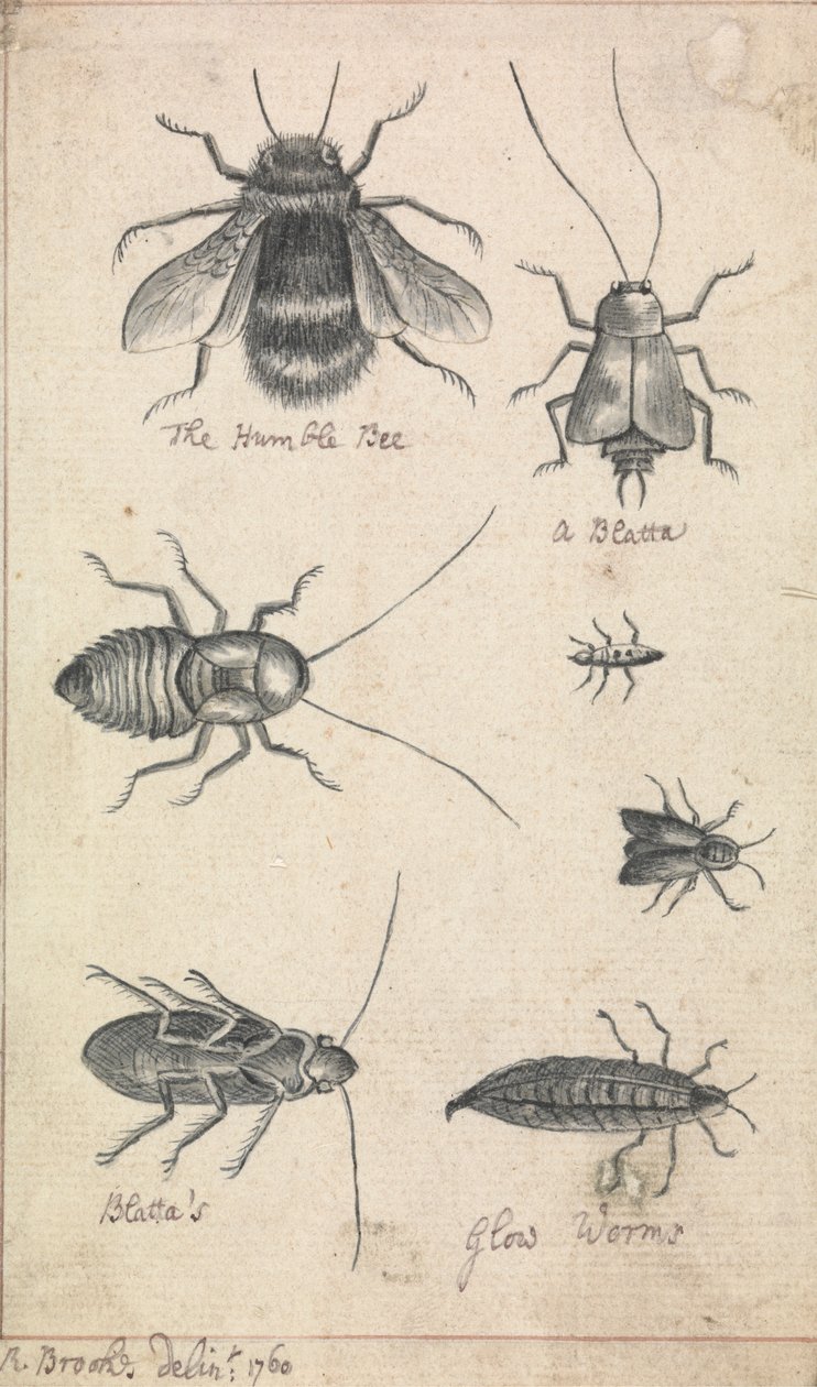 Den ydmyge bi og insekter af Richard Brookes