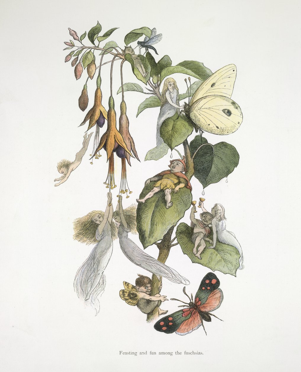 Fest og sjov blandt fuschiaerne af Richard Doyle