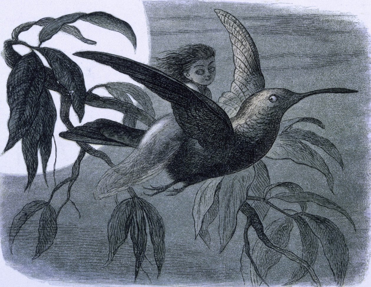 En fe (eller en nymfe) rider på en kolibri. Illustration fra ""In Fairy land. En serie billeder fra alverdenen"" af Richard Doyle af Richard Doyle