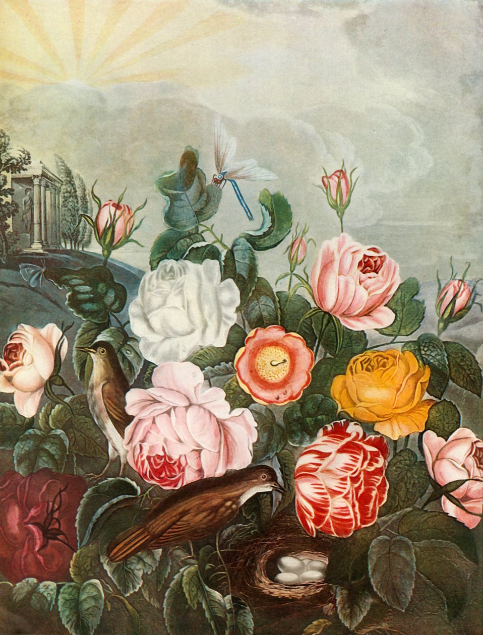 Roses, c1805, 1948. af Richard Earlom