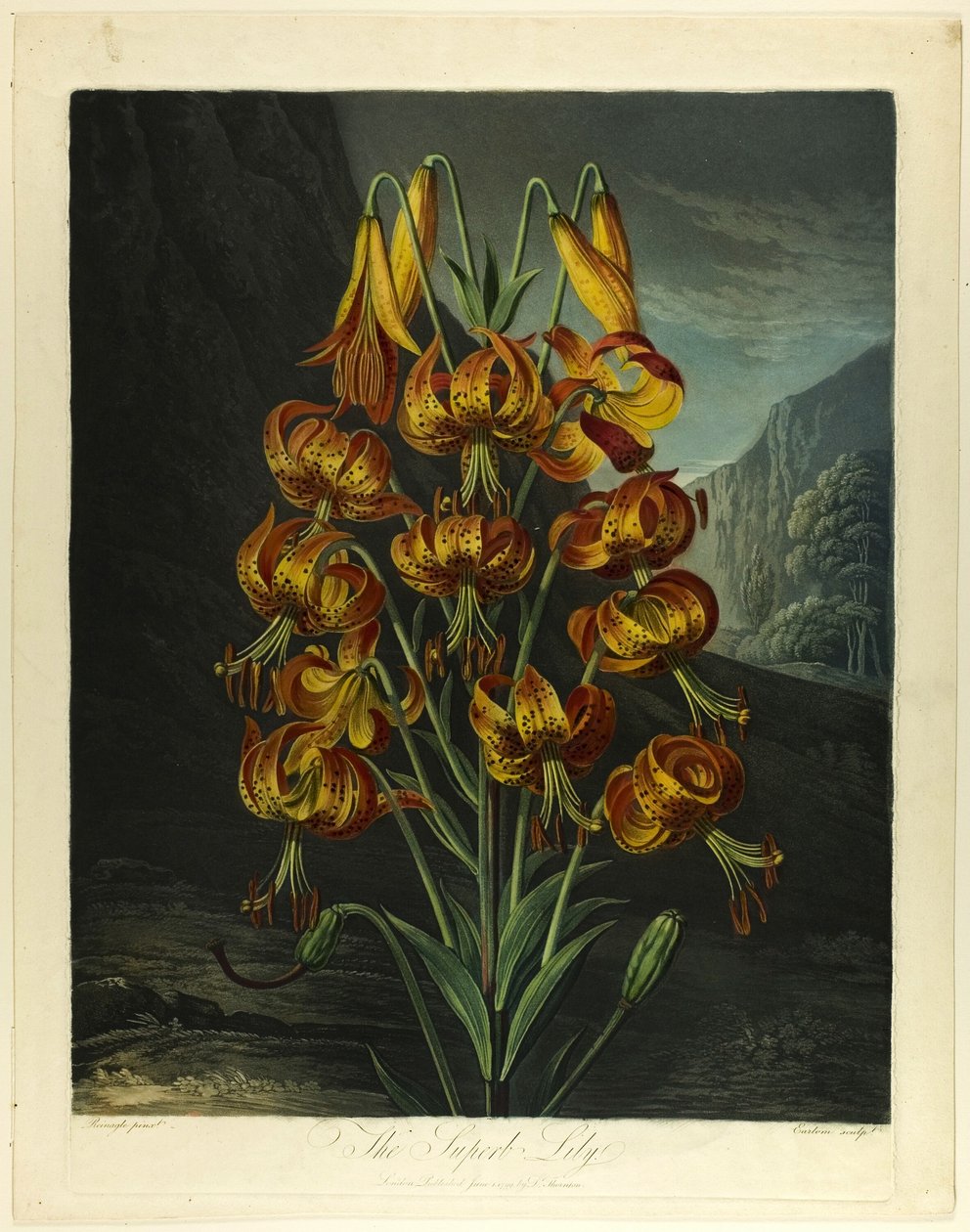 Den fantastiske lilje, fra Flora-templet af Richard Earlom