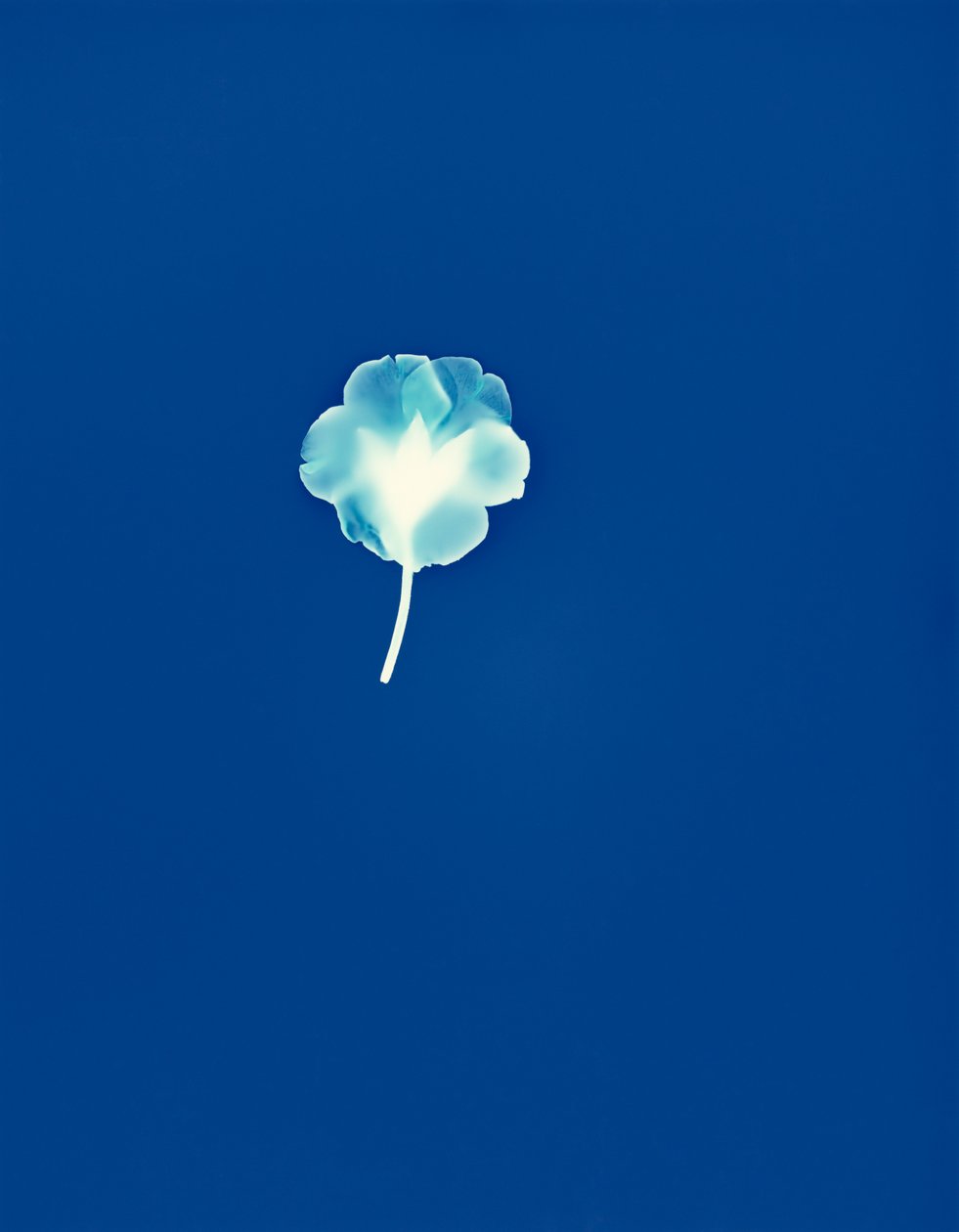 Uden titel, 2002 (unikt c-type fotogram) af Richard Green