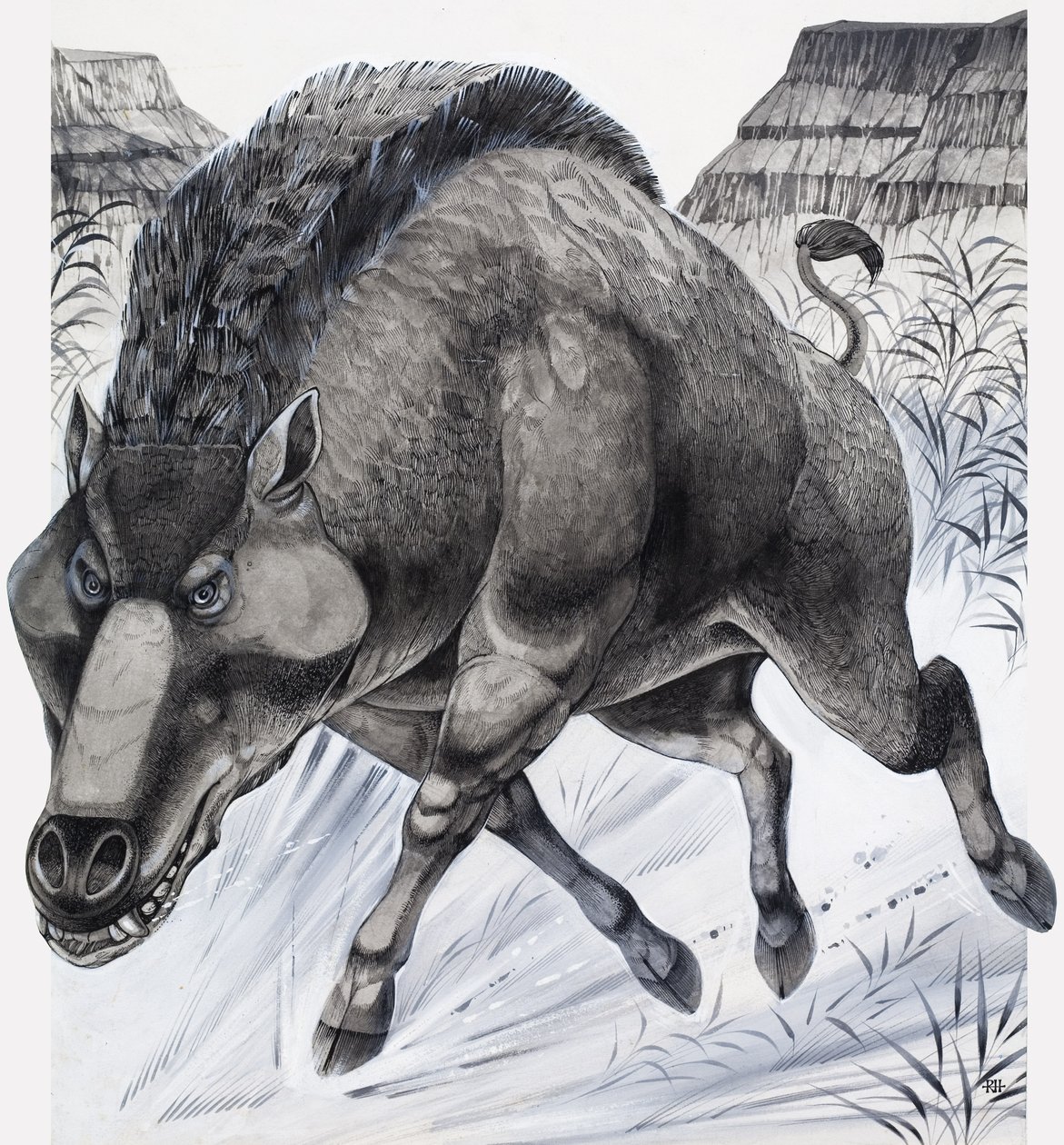 Daeodon (gouache på papir) af Richard Hook