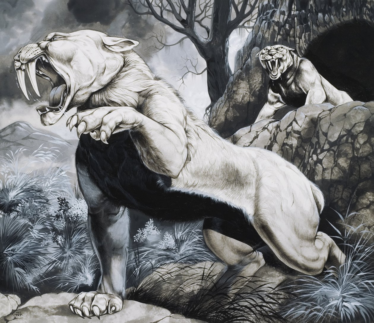 Sabeltandede tigre (gouache på papir) af Richard Hook