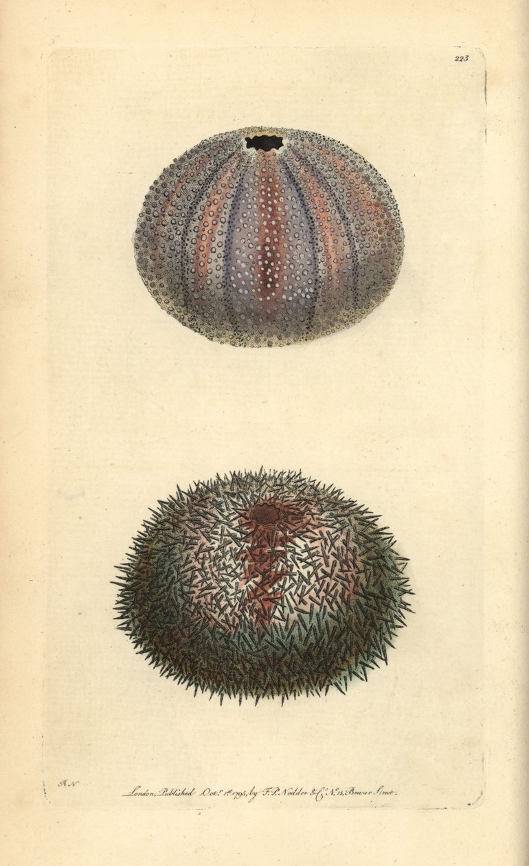 Spiselig søpindsvin, Echinus esculentus, fra George Shaw og Frederick Nodders 