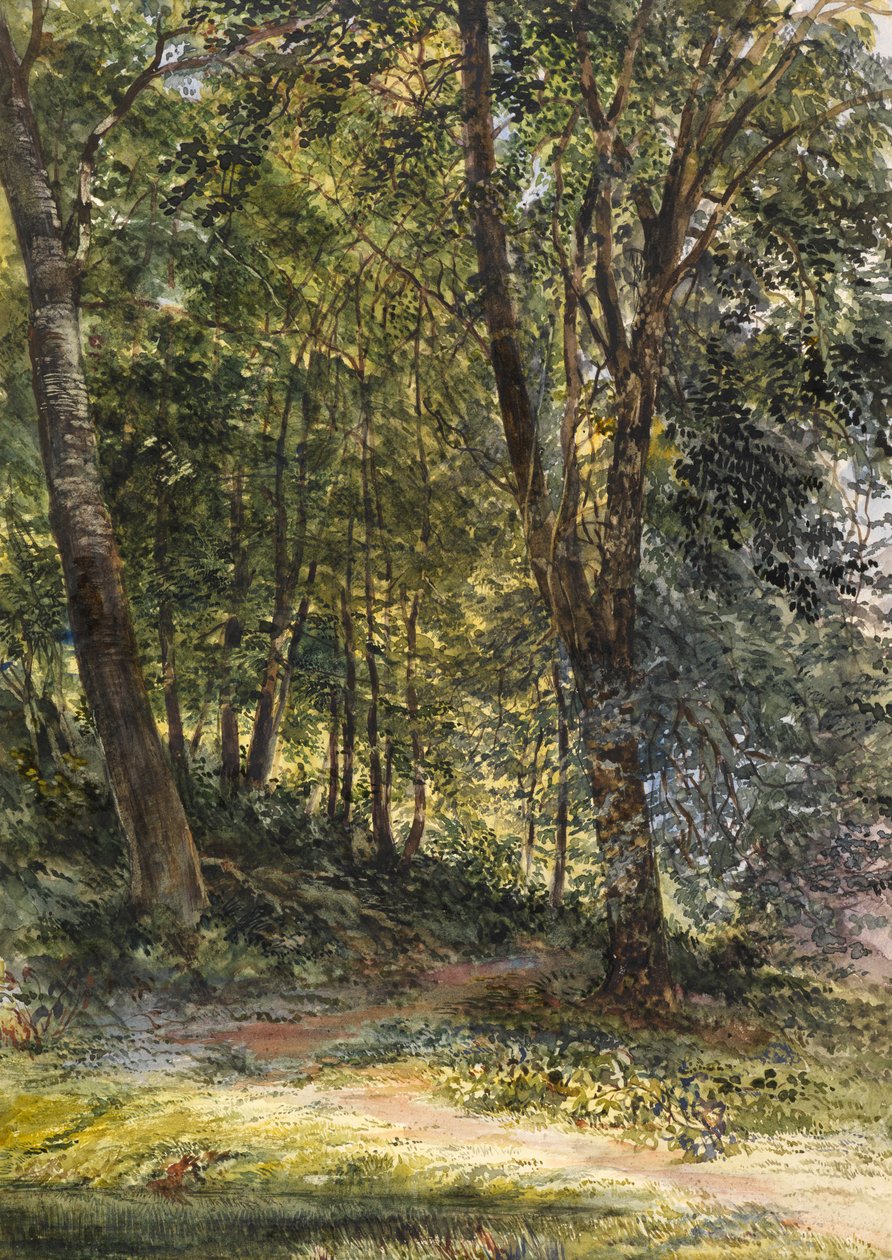 Sun Dappled Woods, Surrey (akvarel og kropsfarve) af Richard Redgrave