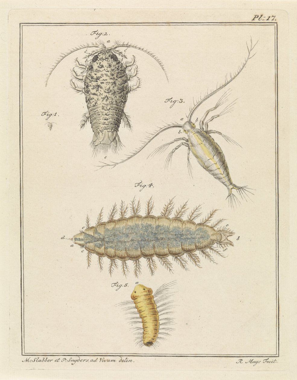Agat skovlus, copepod og børsteorm af Robbert Muys