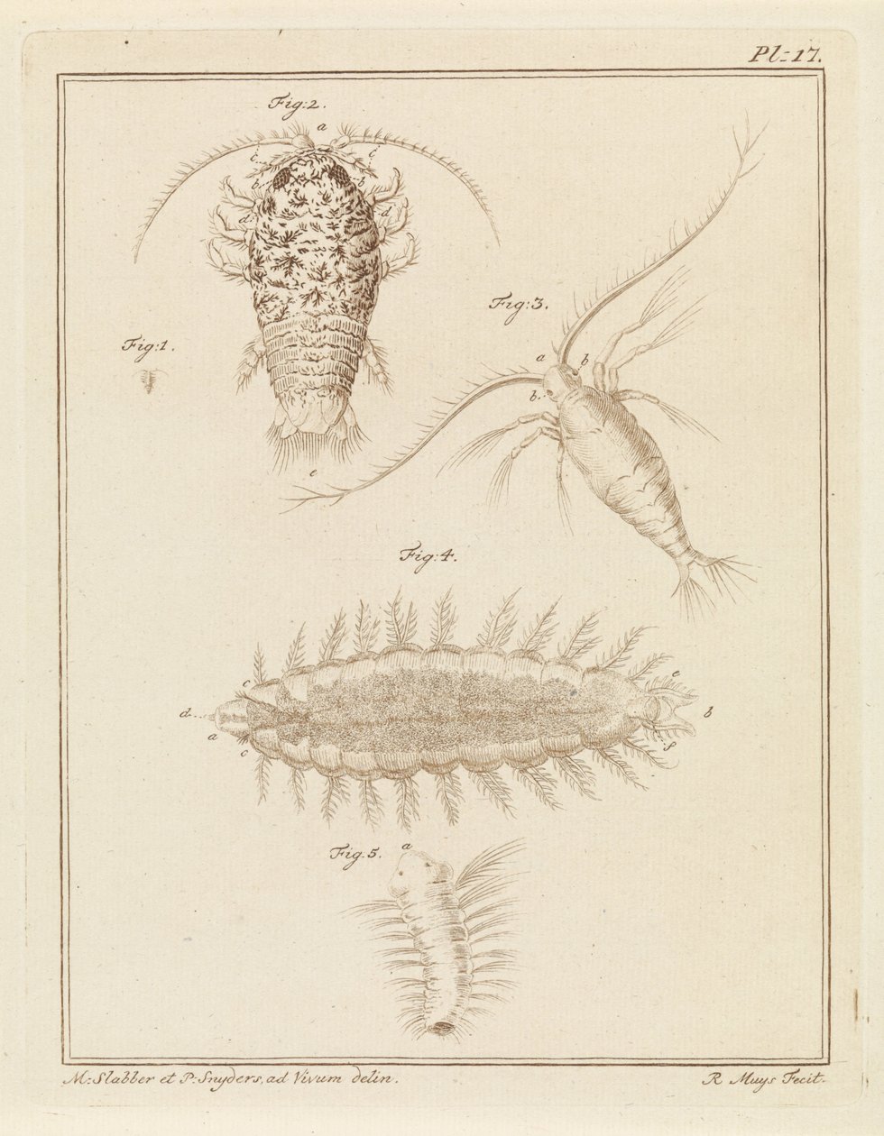 Agat skovlus, copepod og børsteorm af Robbert Muys