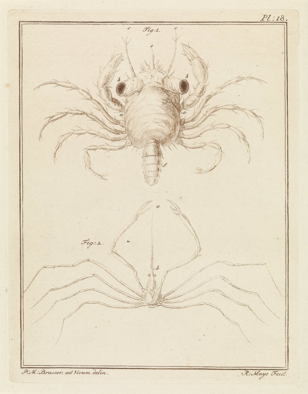 Strandkrabbe og en art pilekrabbe af Robbert Muys