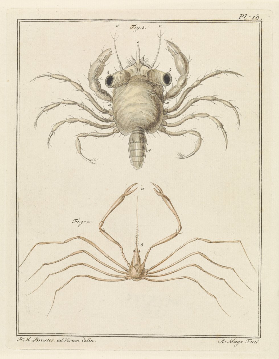Strandkrabbe og en art pilekrabbe af Robbert Muys