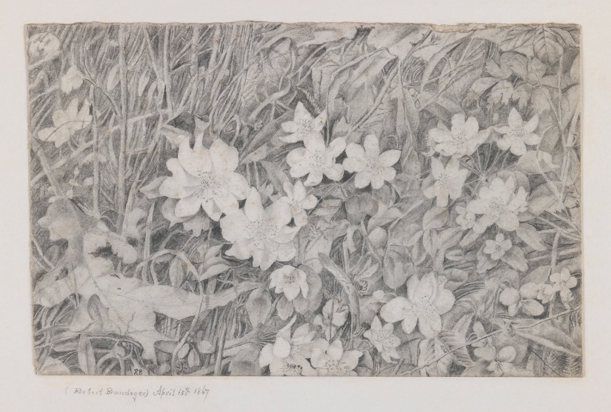 Anemoner, 15. april, 1867 (grafit på papir) af Robert B. Brandegee
