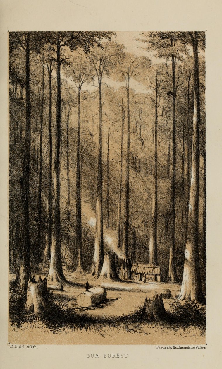 Gum Forest, akvarelmaleri af Robert Elwes (1819-1878), en velhavende ung britisk herre fra Norfolk af Robert Elwes