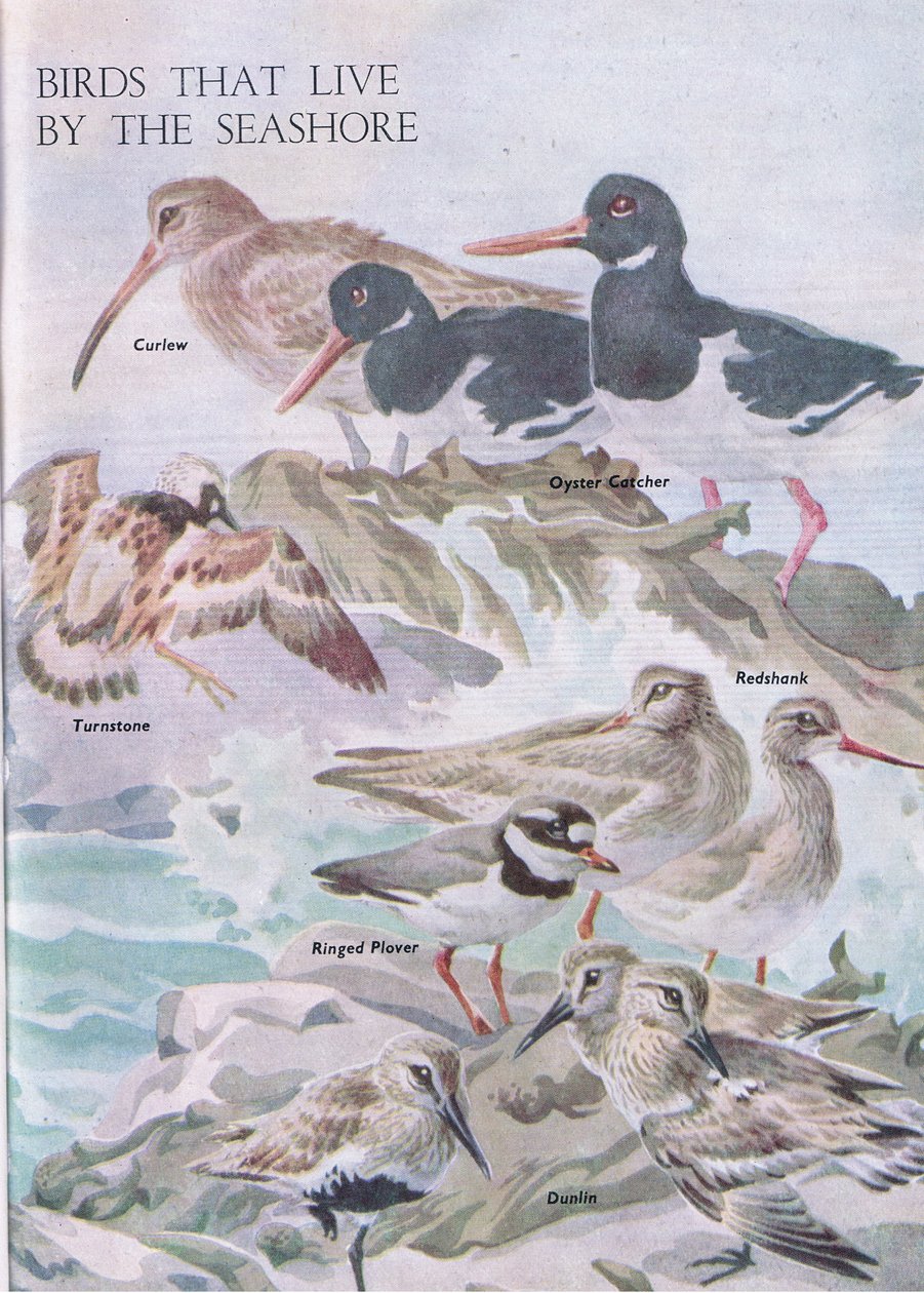 Fugle der lever ved kysten, illustration fra The Childrens Nature Book udgivet af Odhams, 1958 af Robert George Talbot Kelly