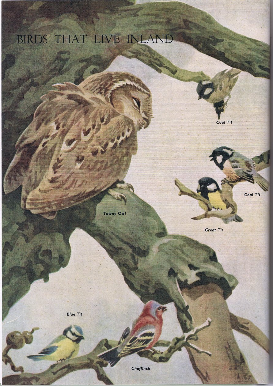 Fugle der lever inde i landet, illustration fra The Childrens Nature Book udgivet af Odhams, 1958 af Robert George Talbot Kelly