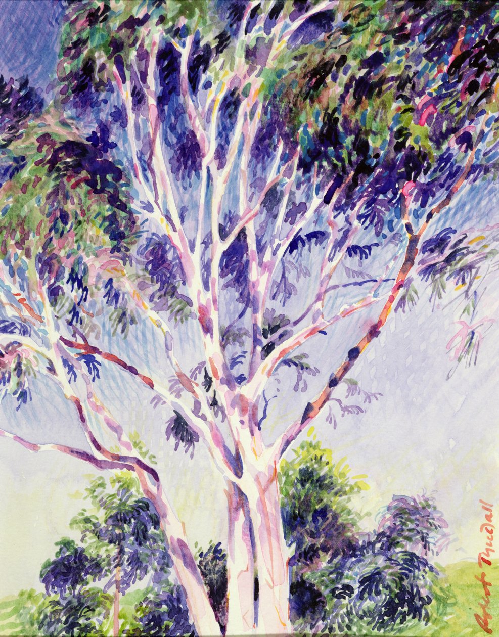 Gum Tree, Australien (wc) af Robert Tyndall