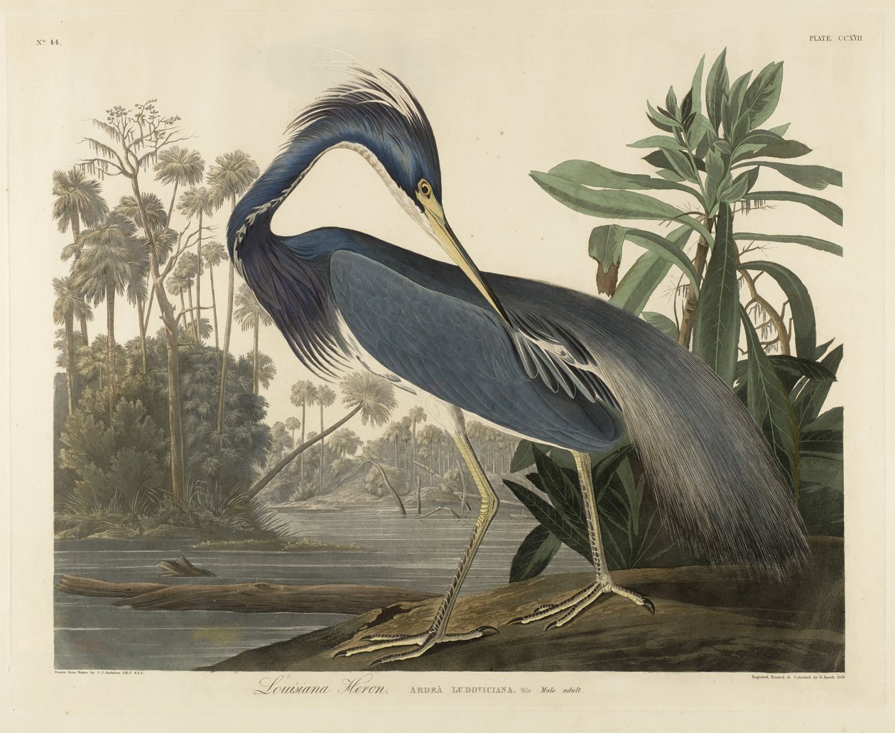 Louisiana Heron, 1834 (håndfarvet akvatint på vævet papir) af Robert the Younger Havell
