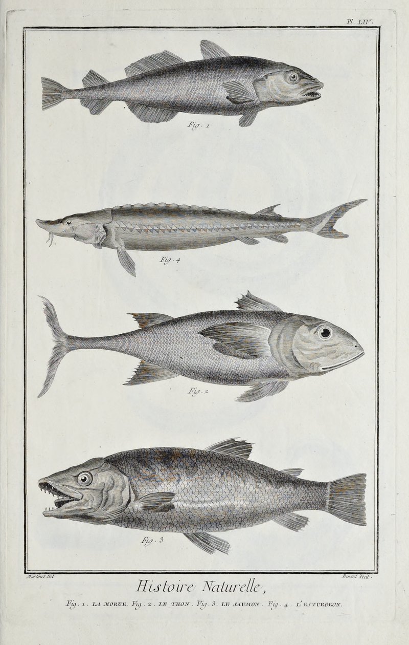 Torsk, tun, laks og stør, illustration fra 