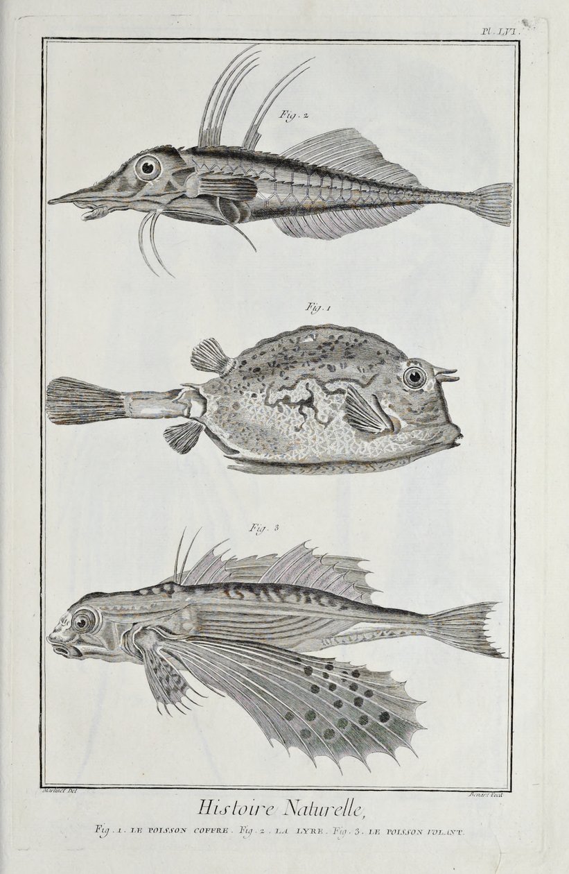 Illustration fra 