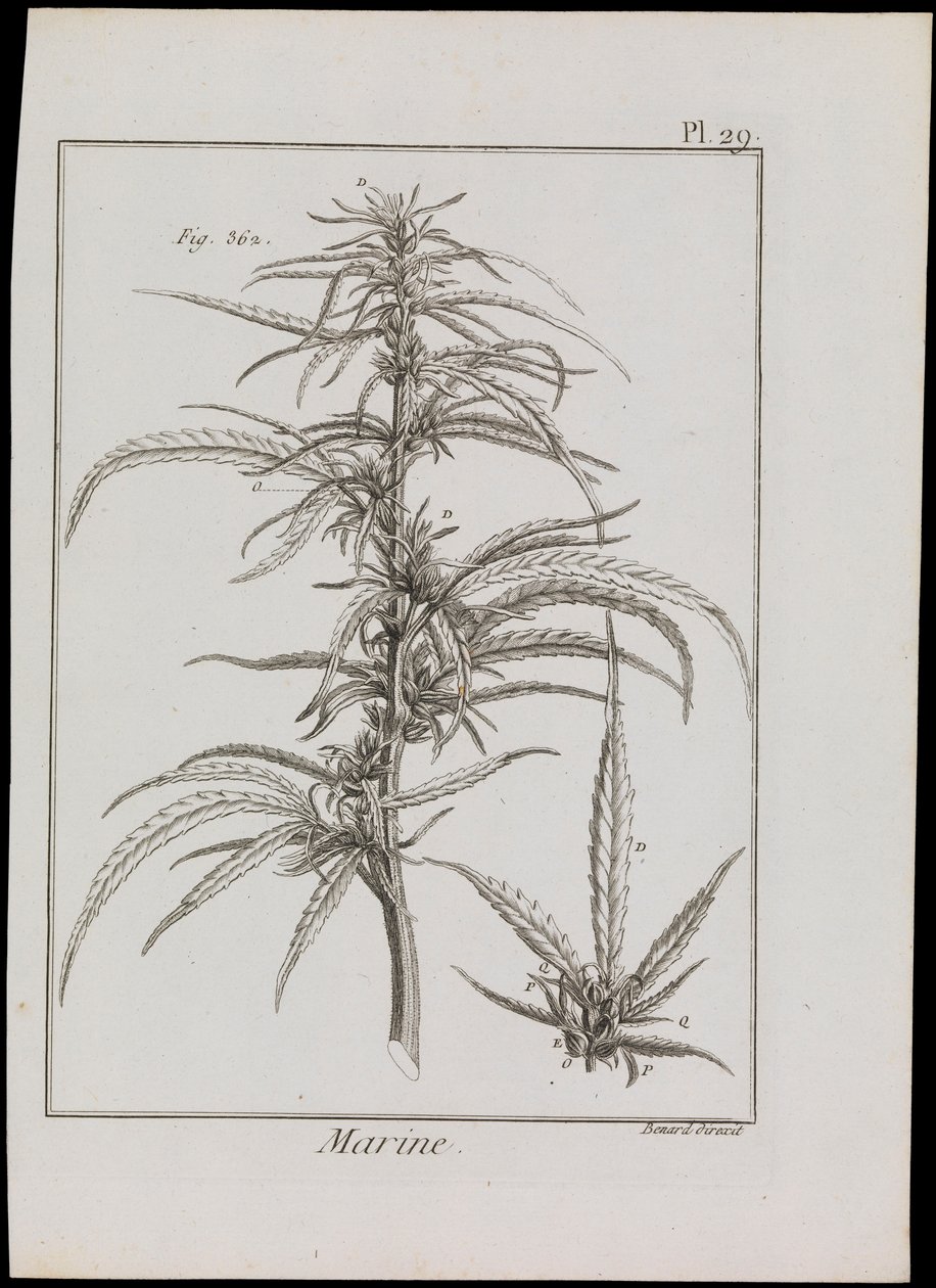 Havdiagram af blomster, ca. 1810 (stik og radering) af Robert Benard