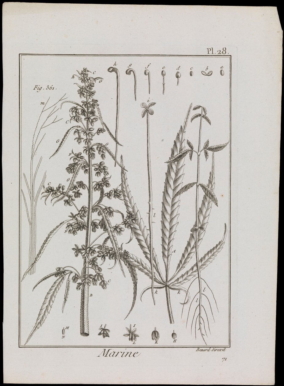 Havdiagram af blomster, ca. 1810 (stik og radering) af Robert Benard