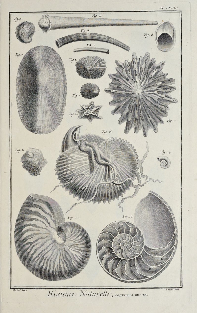 Muslingeskaller, illustration fra 