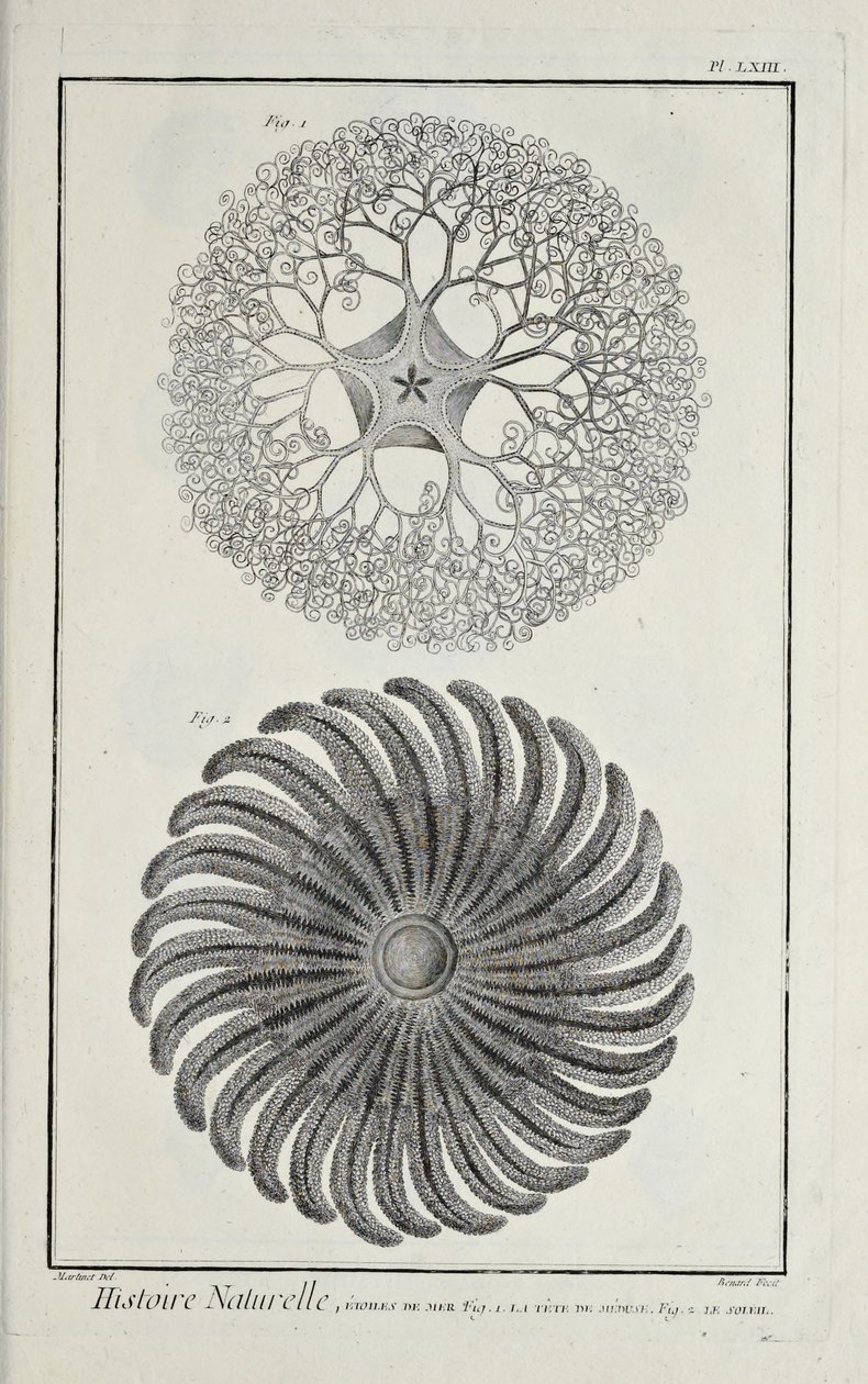 Søstjerner, illustration fra 