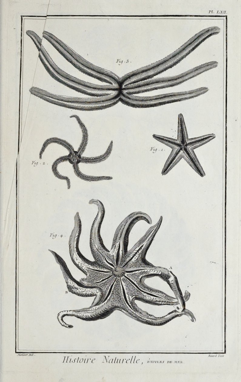Søstjerner, illustration fra 