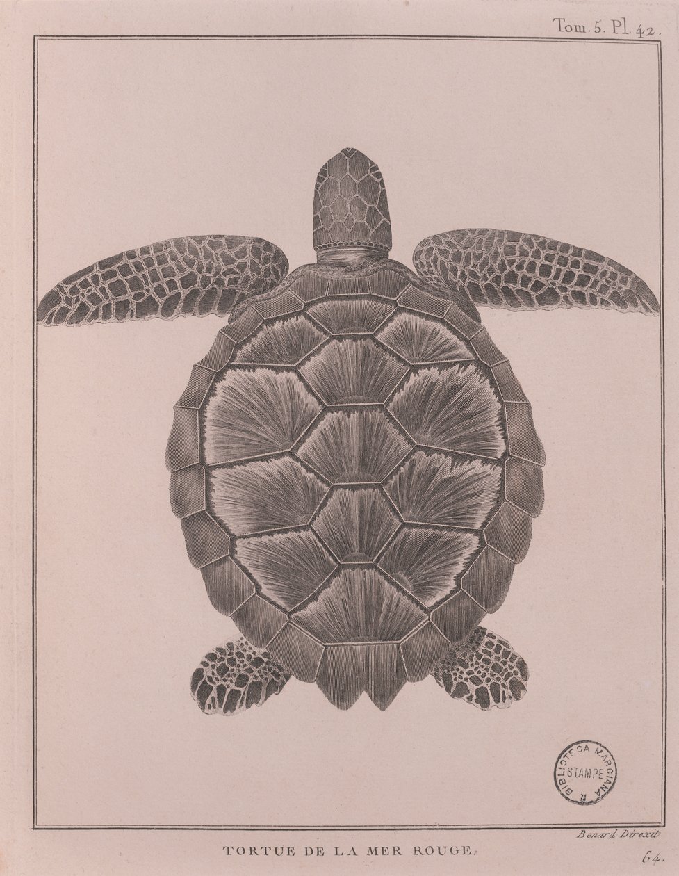 Skildpadde fra Det Røde Hav, illustration fra 