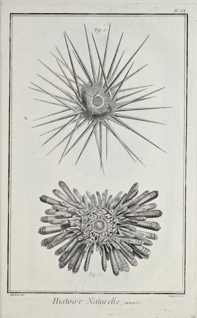 Urchins, illustration fra 