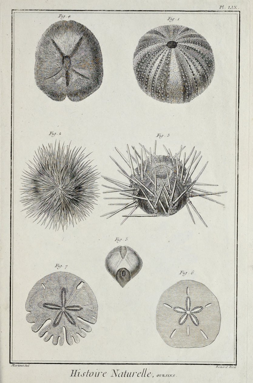 Urchins, illustration fra 