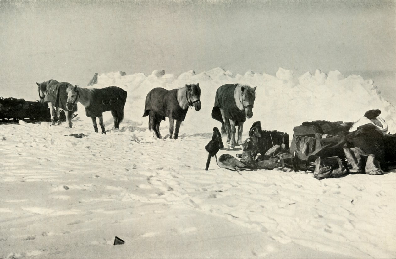 Ponyer bag deres ly i lejren på barrieren, 1911, 1913 af Robert Falcon Scott