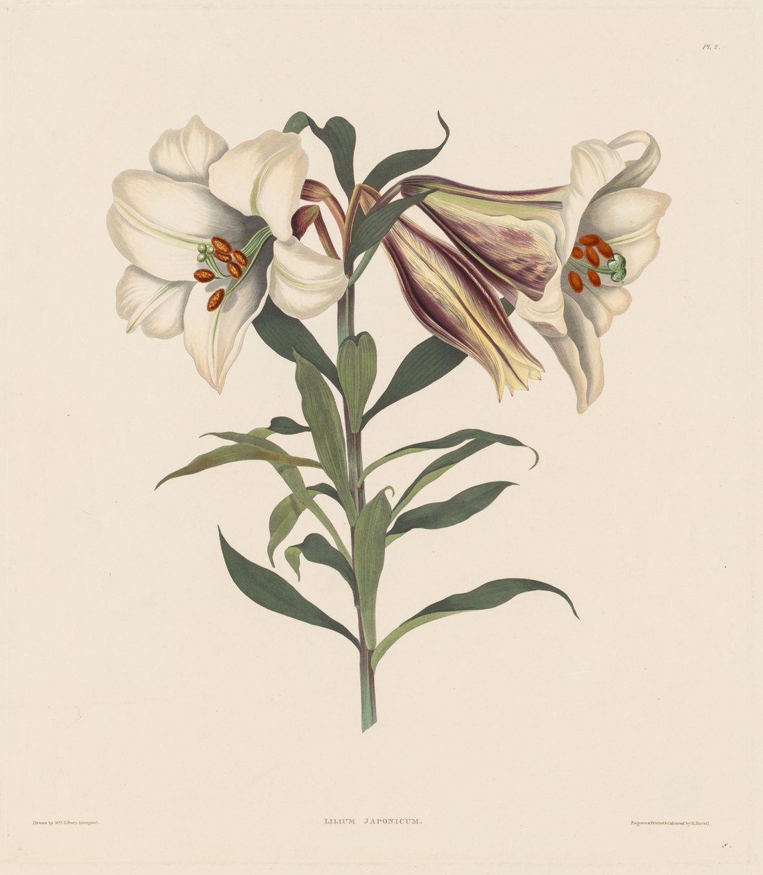 Et udvalg af hexandriske planter, der tilhører den naturlige orden Amaryllidae..., 1831-1832. af Robert Havell