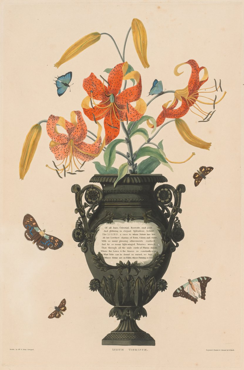 Et udvalg af hexandriske planter, der tilhører den naturlige orden Amaryllidae og Liliacae: Tiger Lily af Robert Havell