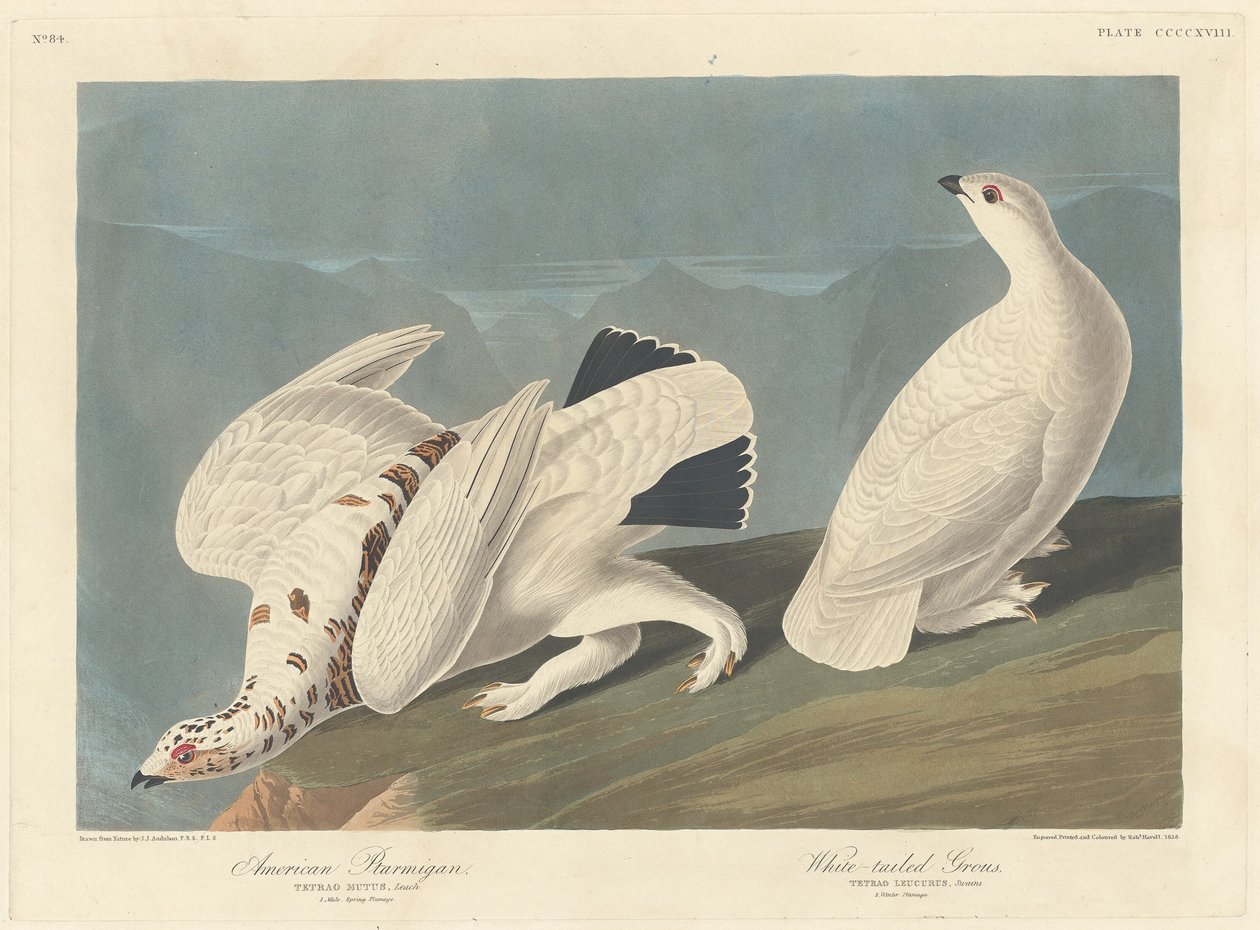 Amerikansk rype og rype, 1838. af Robert Havell