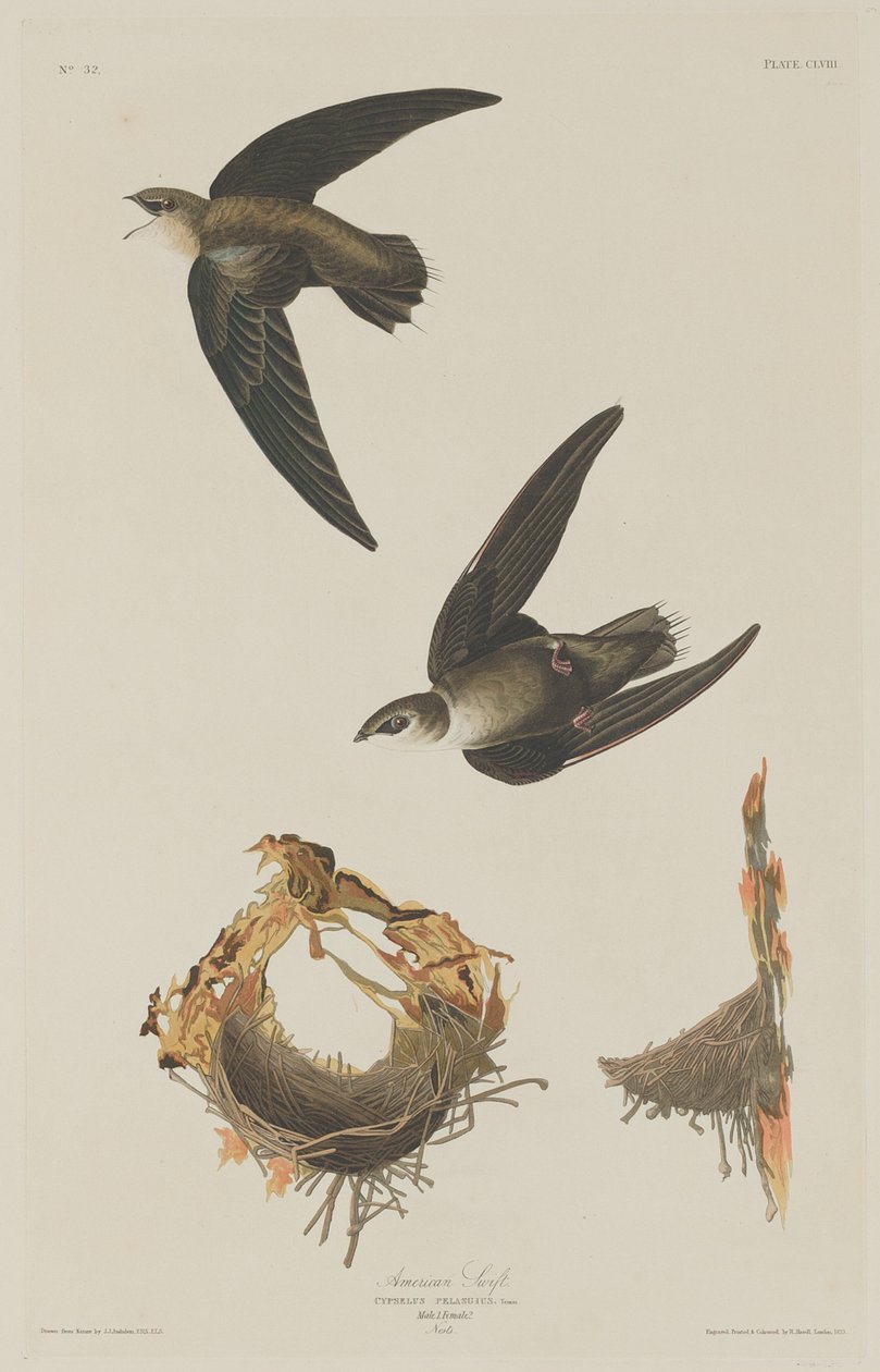 American Swift, 1833. af Robert Havell