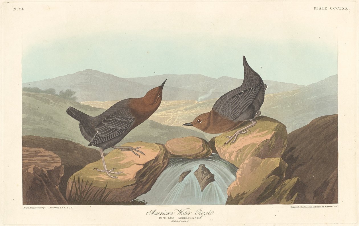 American Water Ouzel, 1837. af Robert Havell