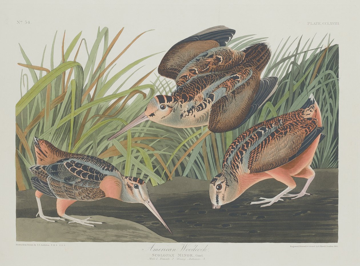 Amerikansk skovsneppe, 1835. af Robert Havell